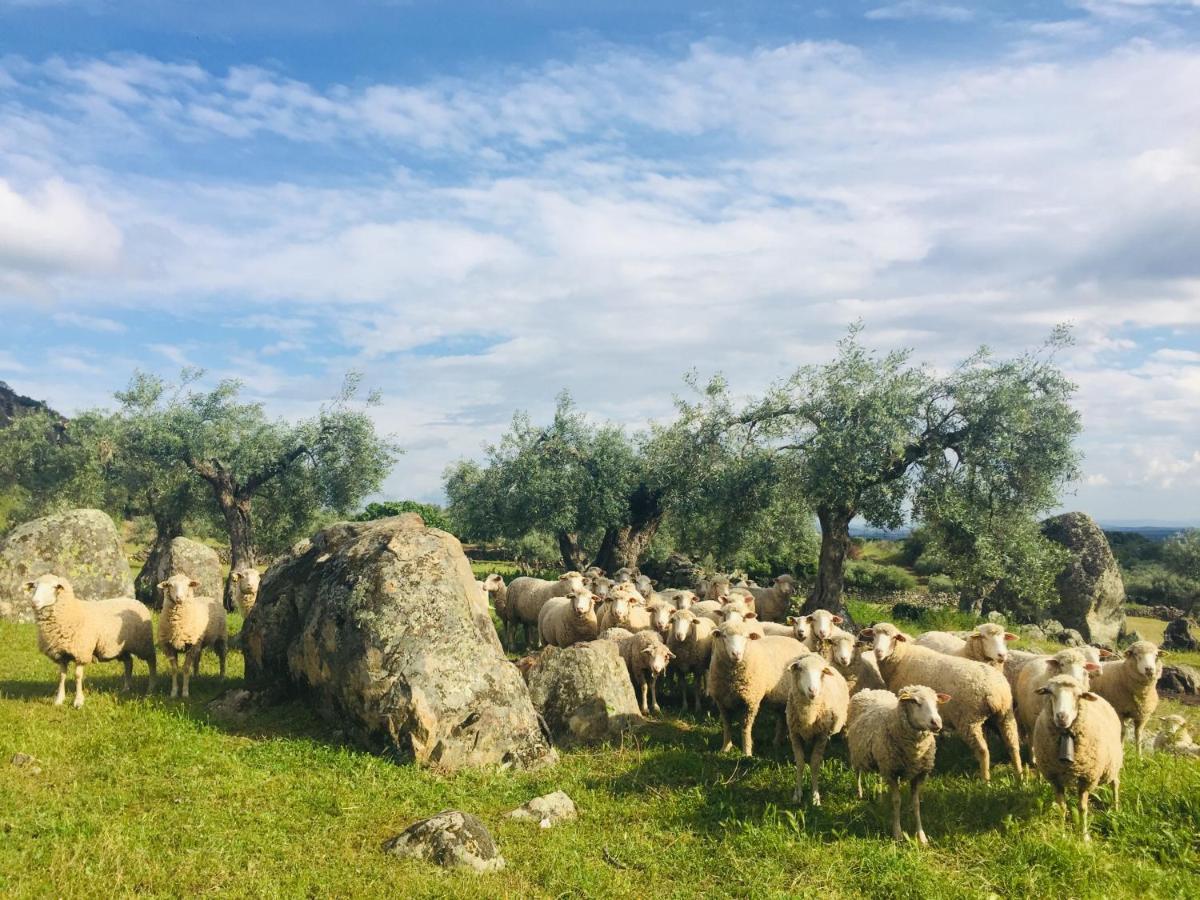 Almoharin Casa Rural Flores Amarillas المظهر الخارجي الصورة